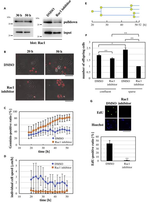 Coordination Between Cell Motility And Cell Cycle Progression In