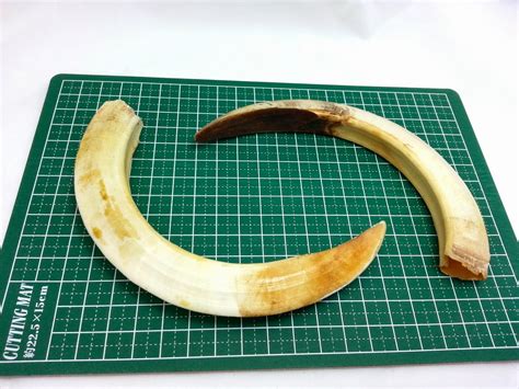 Thai * Amulet * Gallery: Dayak Wild Boar Tusks