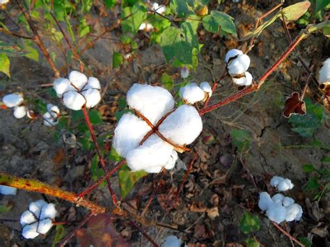 Cotton Bt Cotton Gmo Biotech Cotton Gm Crops Plants India