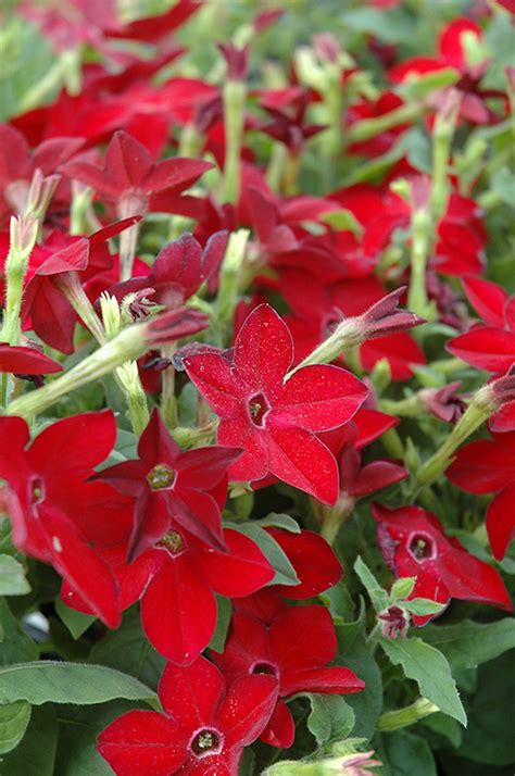 Starmaker Bright Red Flowering Tobacco (Nicotiana 'Starmaker Bright Red ...