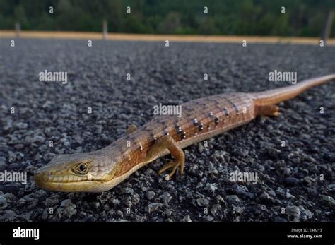 Roseburg Oregon Usa 7th July 2014 A Western Alligator Lizard Warms