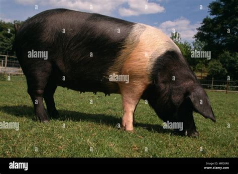 British Saddleback Pig Stock Photos & British Saddleback Pig Stock Images - Alamy