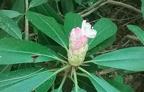 Rhododendron Bloom Report June 25 2020 NH State Parks