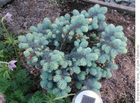 Glauca globosa - ель голубая шаровидная