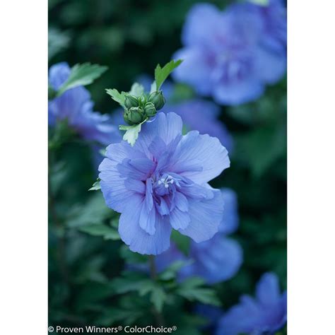 Proven Winners 3 Gal. Blue Chiffon Rose of Sharon (Hibiscus) Live Shrub ...