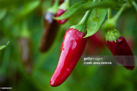 Red Chilli High-Res Stock Photo - Getty Images