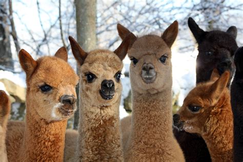 Why U.S. Alpaca-wear? — Golden Touch Naturals