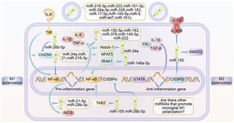 Roles Of Exosome Mirna In Microglia Polarization Different Mirnas