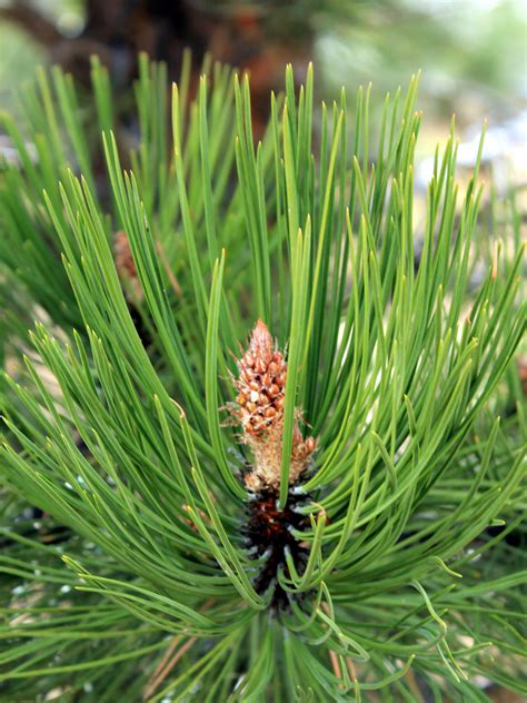 Pinus Ponderosa Pinaceae Image 110878 At PhytoImages Siu Edu