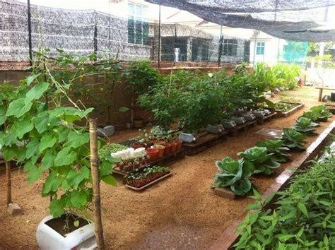 20 Gambar Inspirasi Kebun Sayur Belakang Rumah