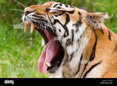 Bengal Tiger Yawning Showing Teeth And Tongue Stock Photo Alamy