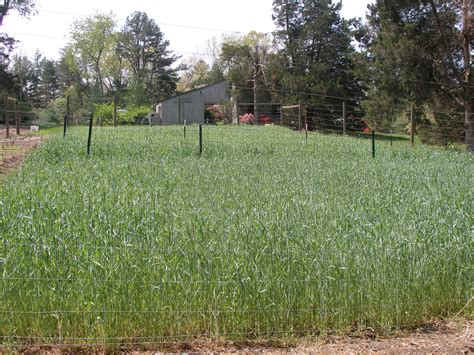 cover crop winter rye 2