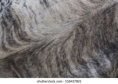 Testis Male Cat Scene Foto Stock Shutterstock