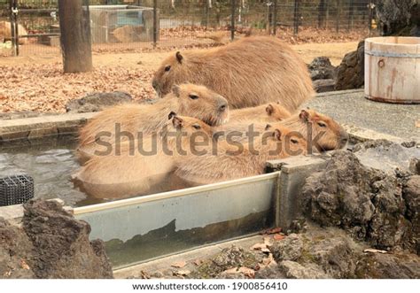 Capybara Hot Spring Stock Photo 1900856410 Shutterstock
