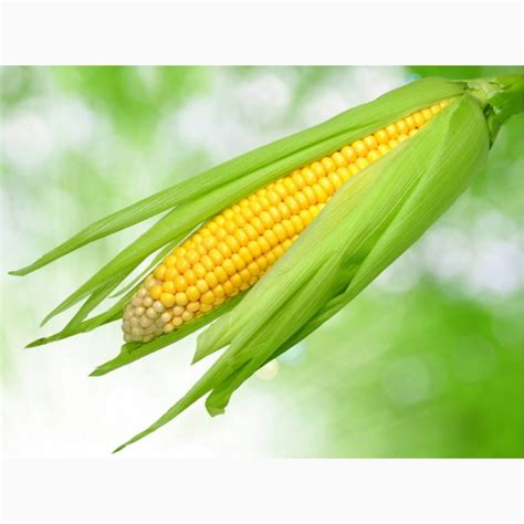 Продаем кукурузу фуражную, купить кукурузу фуражную, Острогожск ...