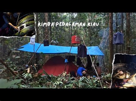 Jelajah Hutan Pedalaman Riau Sumatra Berpetualang Mikat Burung Camping