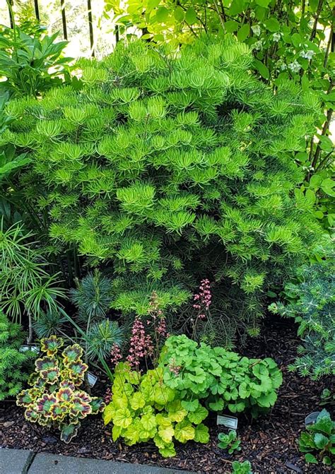 Buy Abies Concolor Scooter White Fir Conifer Kingdom