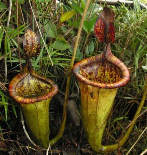 Giant Rat Eating Pitcher Plant Named After Broadcaster And Naturalist