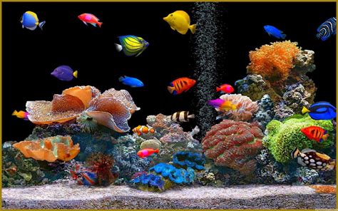 Beautiful Aquarium Wallpapers - Top Free Beautiful Aquarium Backgrounds ...