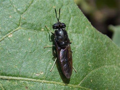 Mosca Soldado Todo Lo Que Debes Saber De Esta Especie