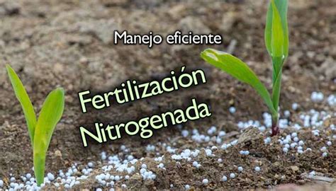 Fertilizacion Nitrogenada InfoAgronomo