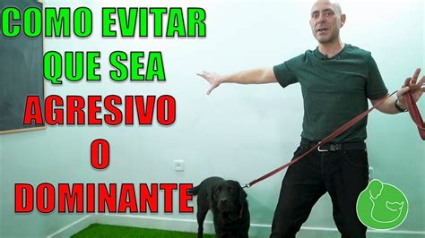 C Mo Hacer Que Un Perro Agresivo No Se Pelee Ladre Ni Ataque A Otros