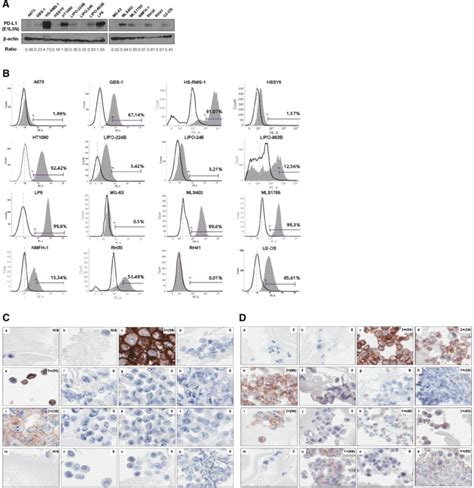 Expression Levels Of Pd L1 Protein In Various Human Sarcoma Cell Lines