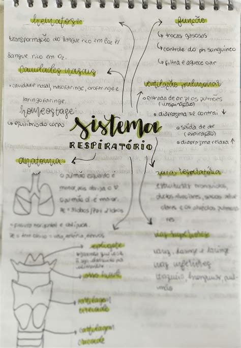 SOLUTION Mapa Mental Sistema Respitarório Studypool