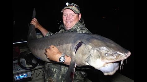 Giant Lake Sturgeon 85lbs 66 Inches Youtube