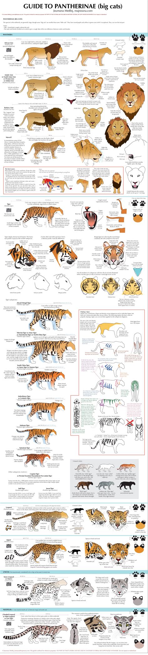 Big Cats Size Comparison Chart