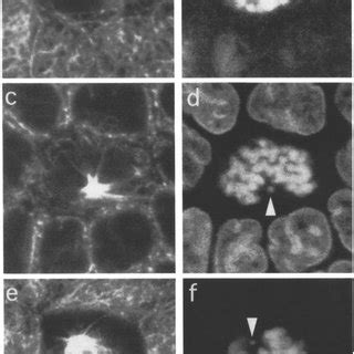 Prophase and pmmetaphase centrioles have long astral microtubules which ...