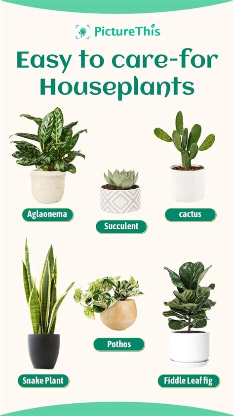 Easy To Care For Houseplants