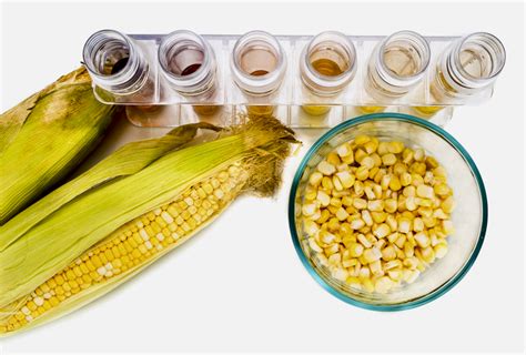 Transgenic Corn Touted For Dairy Feed Efficiency Farmtario