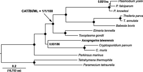 Phylogenetic Relationships Of The Alveolates Were Inferred From