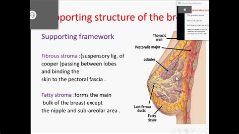 Anatomy Lecture 1 Upper Limb Anatomy Of The Breast YouTube