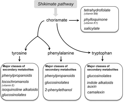 Figure From New Insights Into The Shikimate And Aromatic Amino Acids