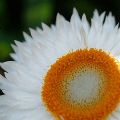 Everlasting Daisy Seeds The Seed Collection