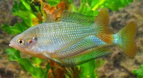 Fiche Du Poisson Melanotaenia Fluviatilis Aquablog