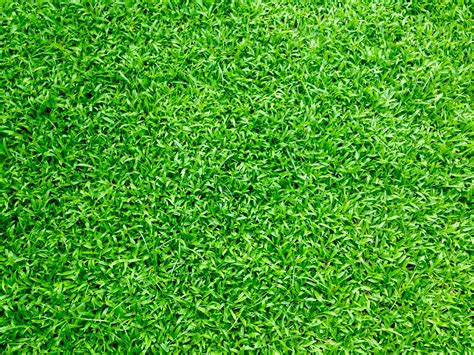 1000+ Beautiful Grass Photos · Pexels · Free Stock Photos