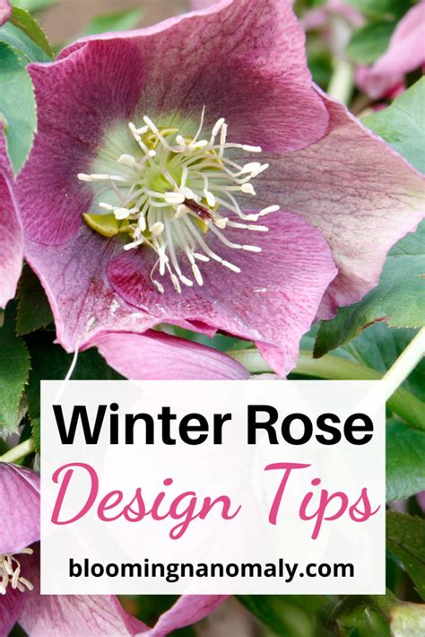 Rose Winter Garden Design Tips - Blooming Anomaly