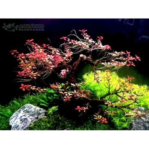 Ludwigia Sp Mini Super Red Aquários Plantados