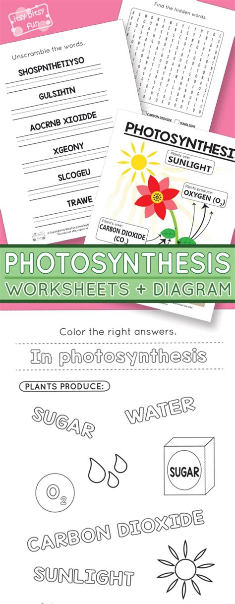 Photosynthesis Coloring Pages