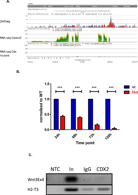 Cdx Dependent Regulation Of H2 T3 A RNA Seq And ChIP Seq Tracks