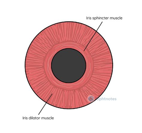 The Iris And Drainage Angle Informacionpublica Svet Gob Gt