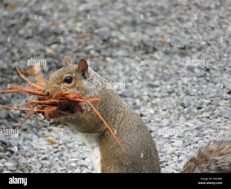 Ardilla Gris Oriental Sciurus Carolinensis Con La Corteza De Los