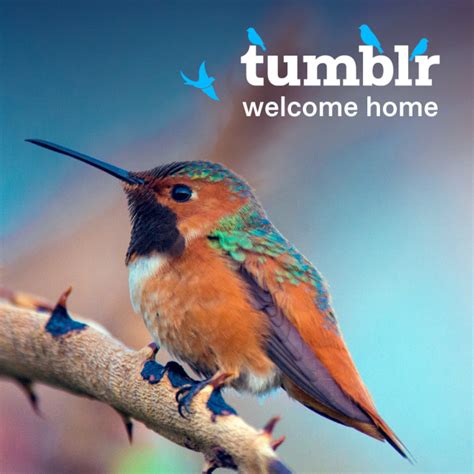 welcome on Tumblr