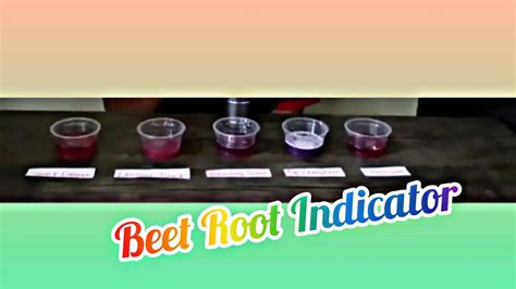 Beetroot Indicator Experiment Youtube