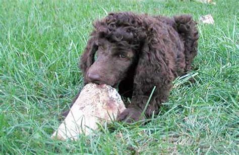 Standard Poodle Large Brown Lola