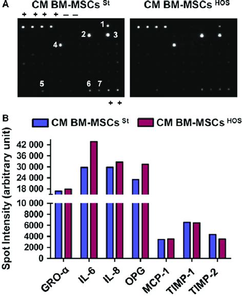 Bm Mscs Secrete A Specific Pattern Of Cytokines And Growth Factors A Download Scientific