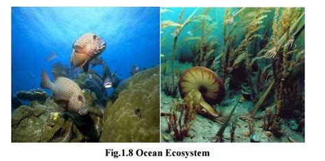Aquatic ecosystems